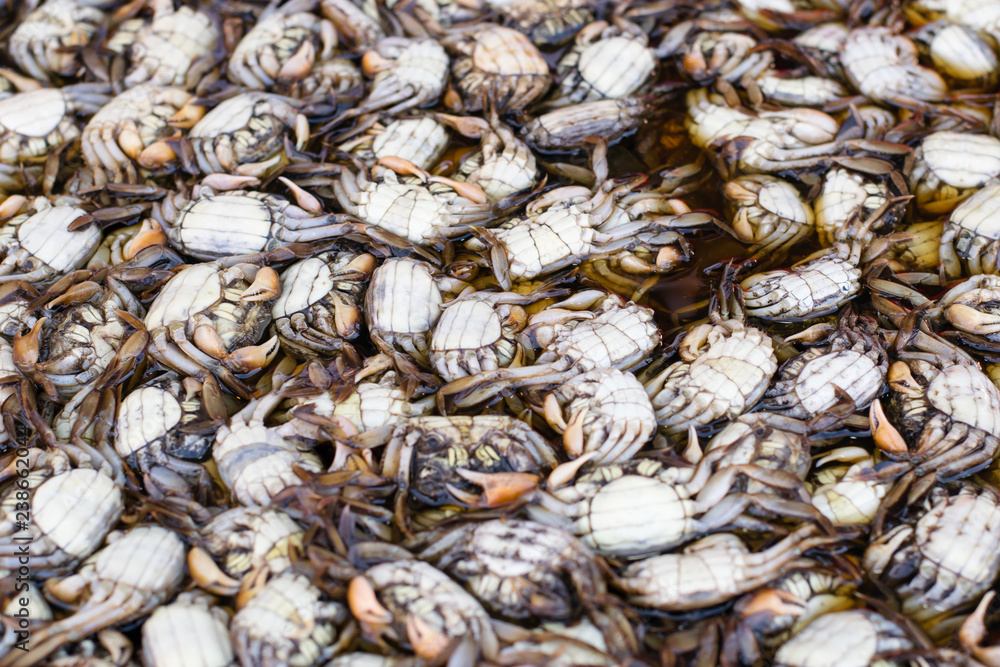 close up pickled crab for Thai food ingredient, Salted crab, market in thailand.