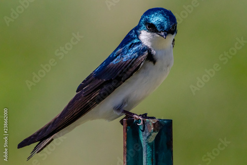 Tree Swallow on a post