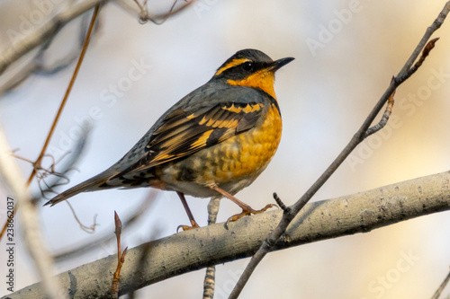 фотографія Varied Thrush on a branch