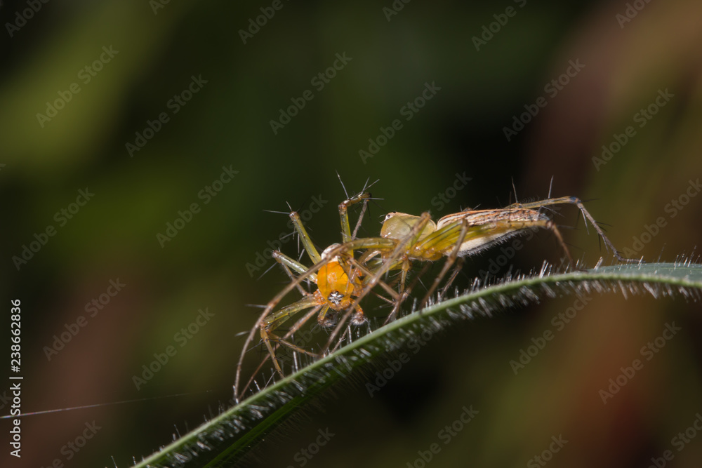female lynx spider biting male lynx spider on green leaf/Oxyopidae female lynx spider biting male lynx spider on green leaf/Oxyopidae