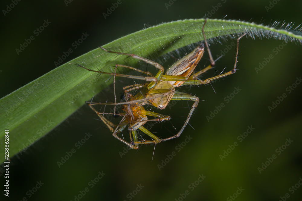 female lynx spider feeding on male lynx spider/Oxyopidae female lynx spider feeding on male lynx spider/Oxyopidae