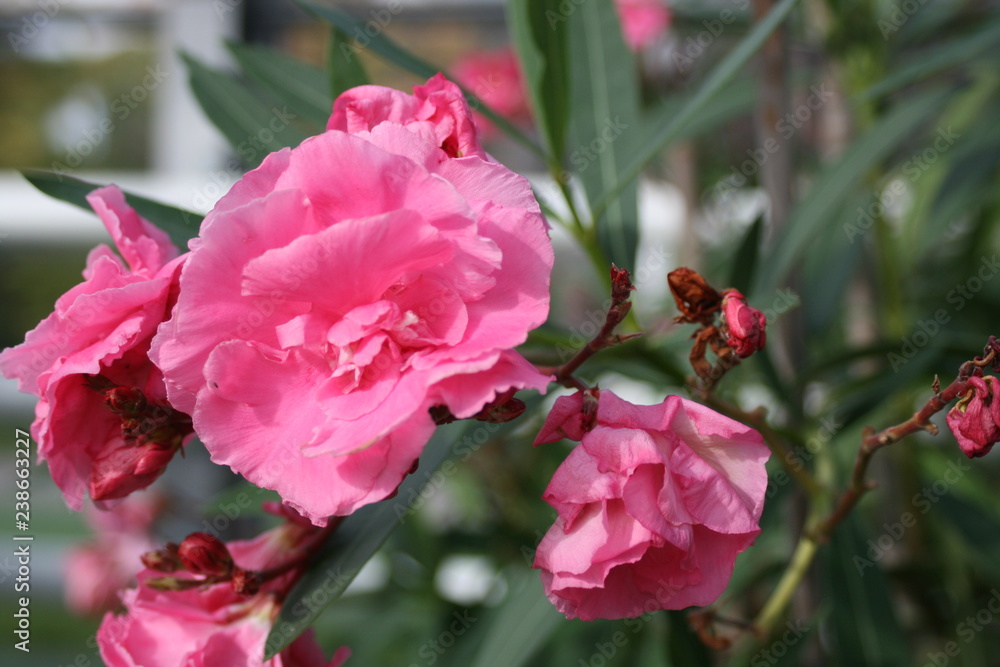 Oleander pink