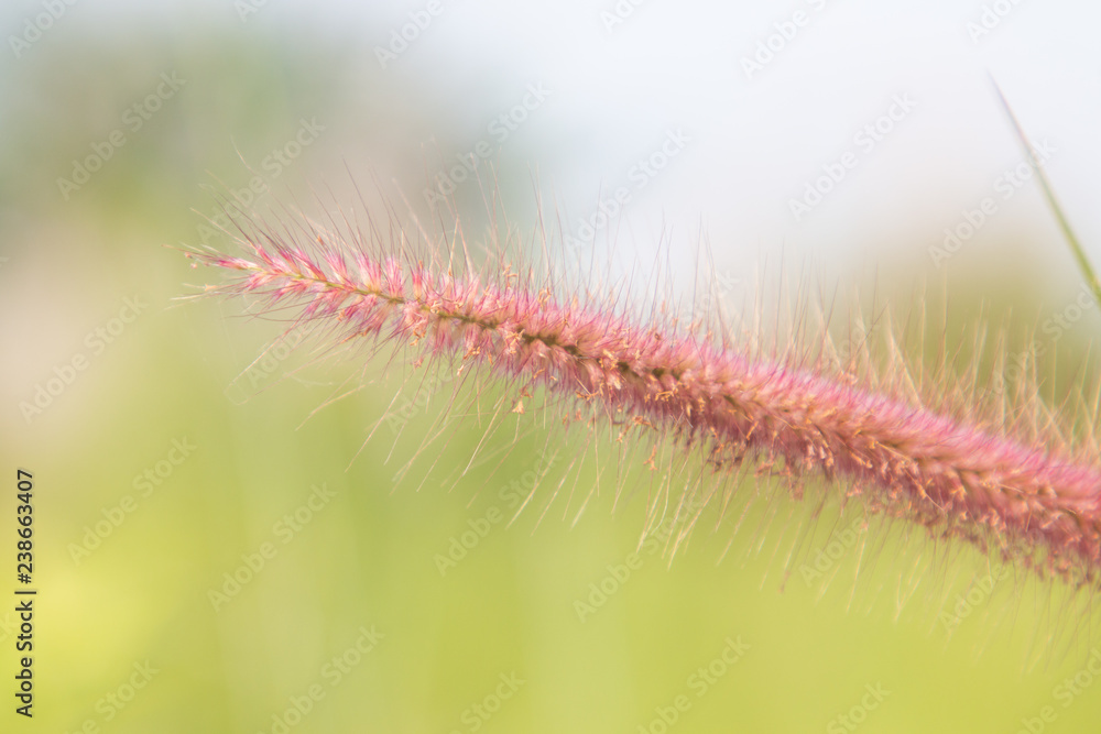 macro closeup leaf flower pink grass and blur field background . macro closeup leaf flower pink grass and blur field background .