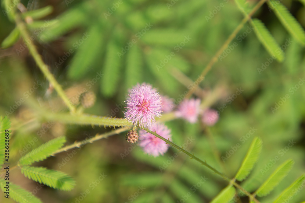 closeup flower grass and blur field background . closeup flower grass and blur field background .