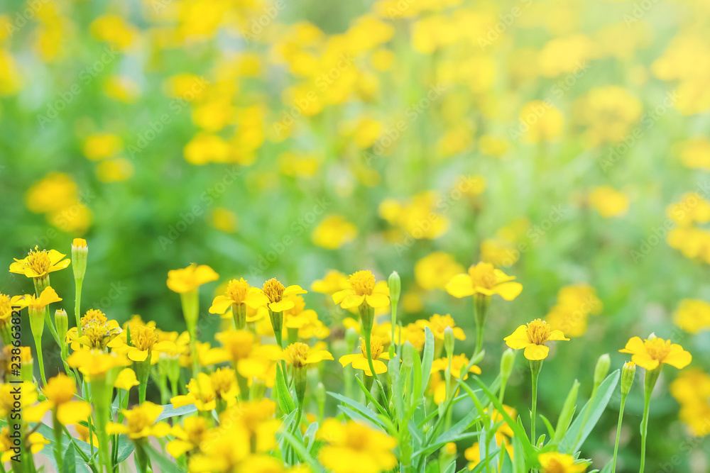 Obraz premium Closeup beautiful yellow flower in the garden with sunlight textured background