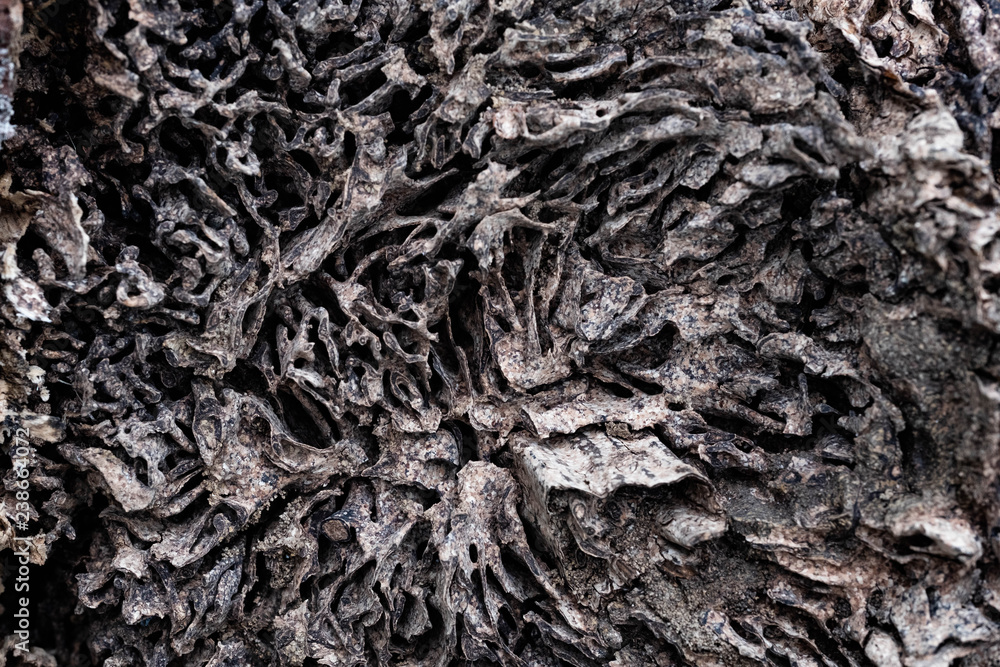 Close up texture and structure the termite nests in decaying trunk of the old falling tree Close up texture and structure the termite nests in decaying trunk of the old falling tree