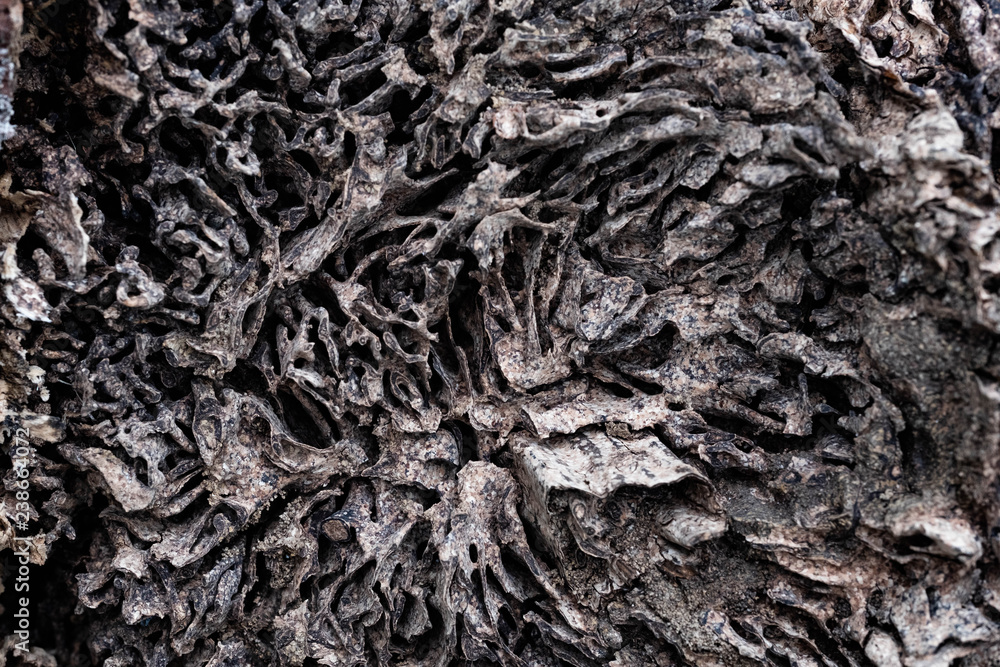 Close up texture and structure the termite nests in decaying trunk of the old falling tree