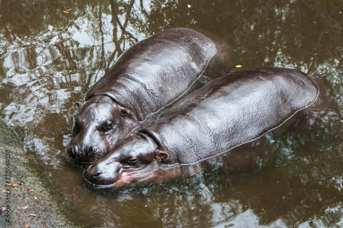 Pygmy Hippo / pygmy hippopotamus is a small
