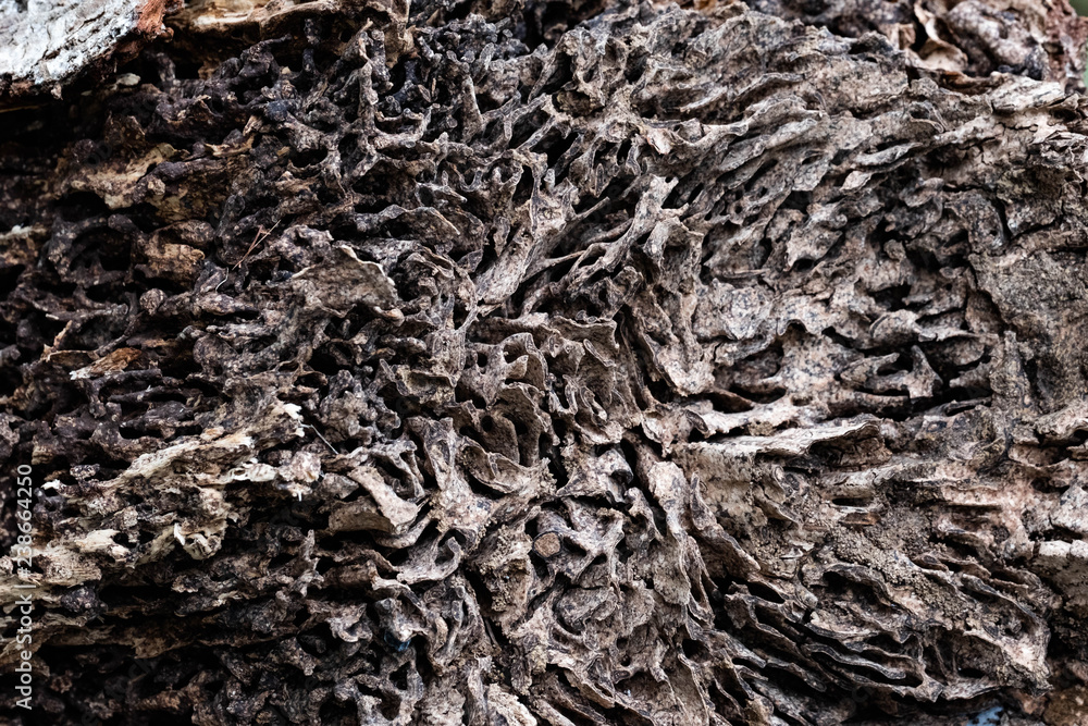 Close up texture and structure the termite nests in decaying trunk of the old falling tree Close up texture and structure the termite nests in decaying trunk of the old falling tree