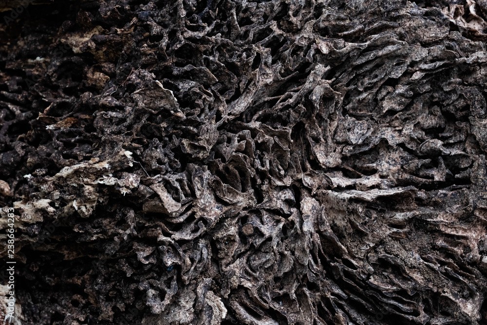 Close up texture and structure the termite nests in decaying trunk of the old falling tree Close up texture and structure the termite nests in decaying trunk of the old falling tree