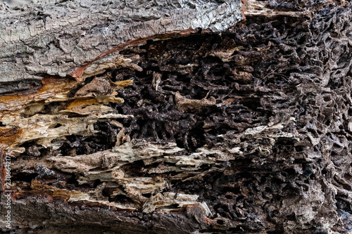 Close up texture and structure the termite nests in decaying trunk of the old falling tree