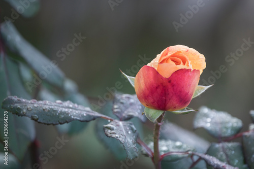 Wallpaper Mural Rose Summer Sun Torontodigital.ca