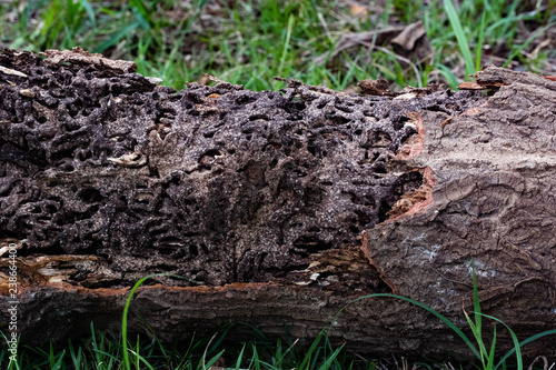 Wallpaper Mural Close up texture and structure the termite nests in decaying trunk of the old falling tree Torontodigital.ca
