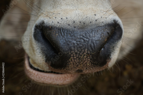Close-Up of a cow head