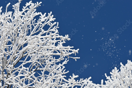 Frosty branches on a cold winter day with frost floating in the air