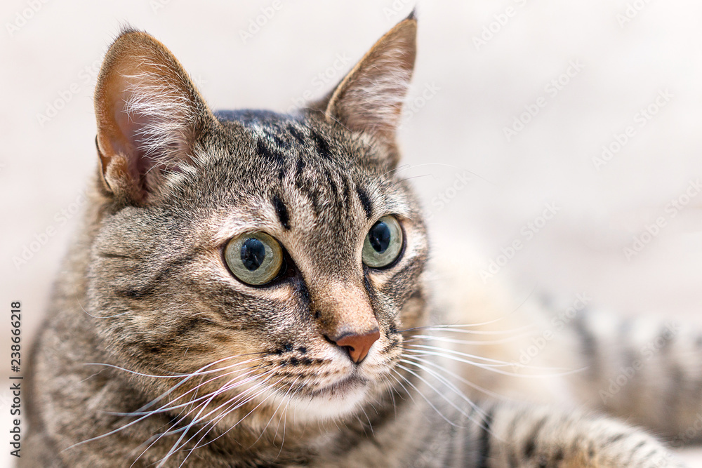 a portrait of a cute cat at home a portrait of a cute cat at home