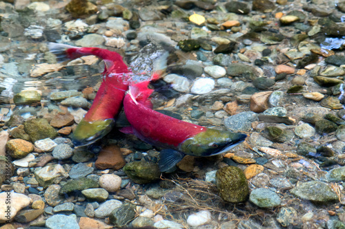 Spawning Sockeye Salmon - Adams River Tributary photo