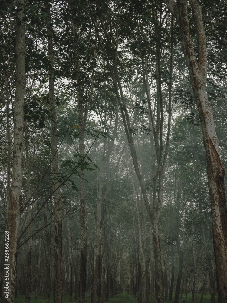 Fototapeta premium Sometimens quiet is violenece