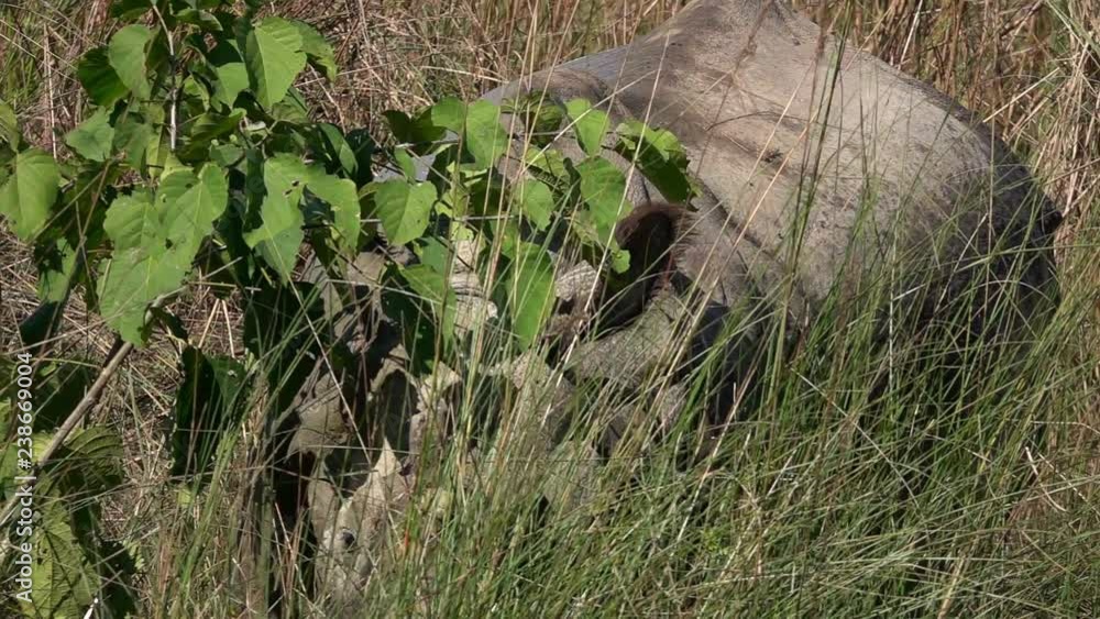 Indian Rhinoceros (Rhinoceros Unicornis), also called the Greater One-horned Rhinoceros Standing in Tall Grass Indian Rhinoceros (Rhinoceros Unicornis), also called the Greater One-horned Rhinoceros Standing in Tall Grass