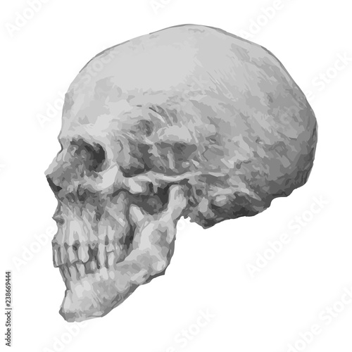 Skull with Gothic lettering, Hand drawn Detailed sketchy design with medieval Blackletter script, dead head with a lower jaw, rock and biker style print, vintage tee graphics. vector