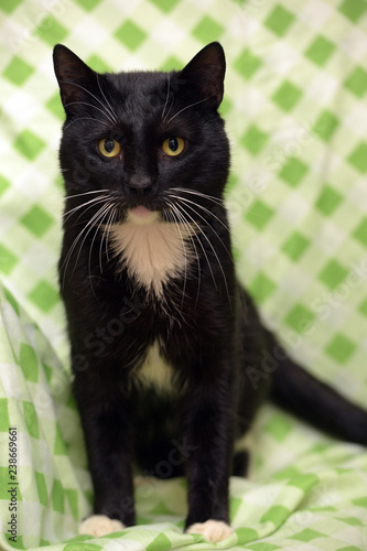 Beautiful black and white cat marquis portrait photo