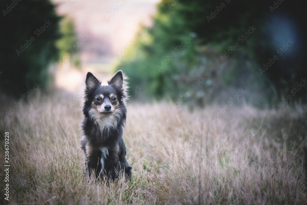 Portrait Hund zwergpinscher Chihuahua in der Natur im Wald auf dem Feld im Winter Herbst mit Bäumen im Hintergrund Portrait Hund zwergpinscher Chihuahua in der Natur im Wald auf dem Feld im Winter Herbst mit Bäumen im Hintergrund