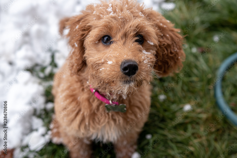 dog in the snow dog in the snow