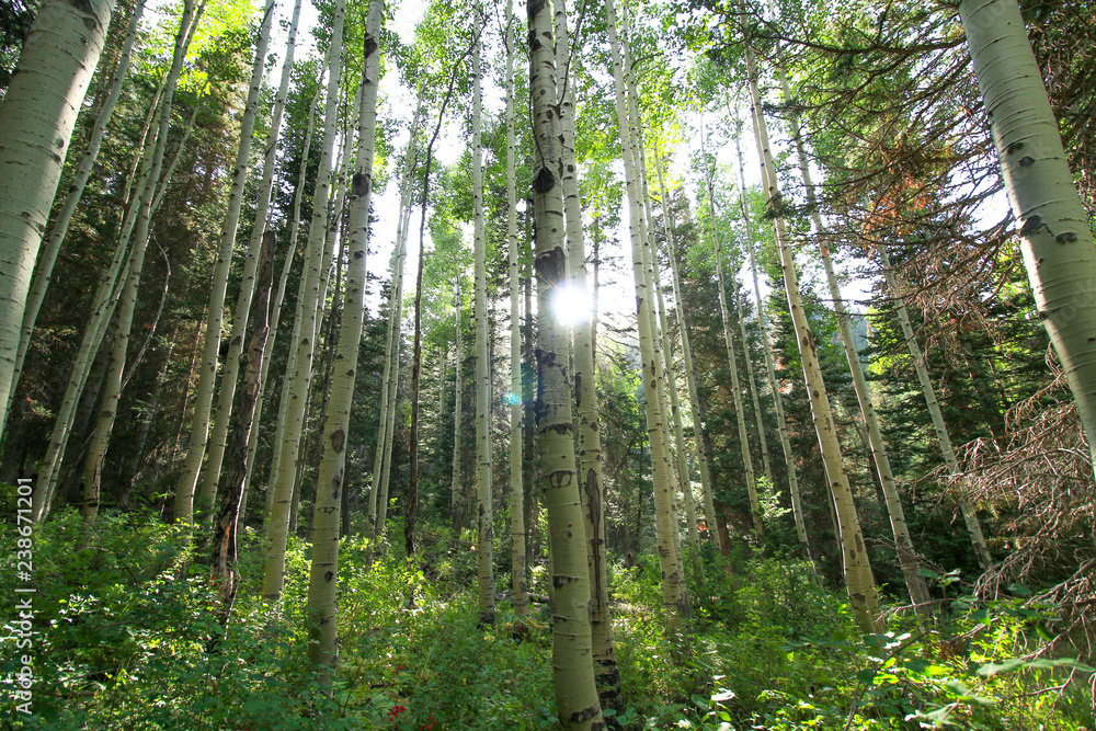Obraz premium Aspen Forest