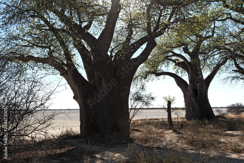 Baines baobab from Nxai Pan National Park  Botswana
