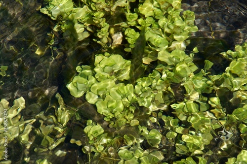 Algae in a creek flowing from a geyser lake
