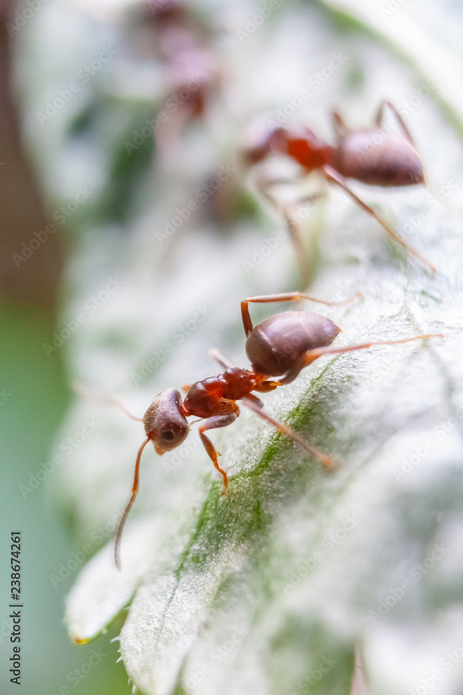 fourmis fourmis