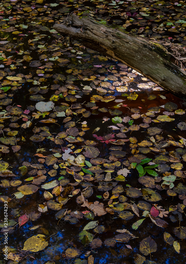 480-92 Autumn Leaves on Raccoon Creek 480-92 Autumn Leaves on Raccoon Creek