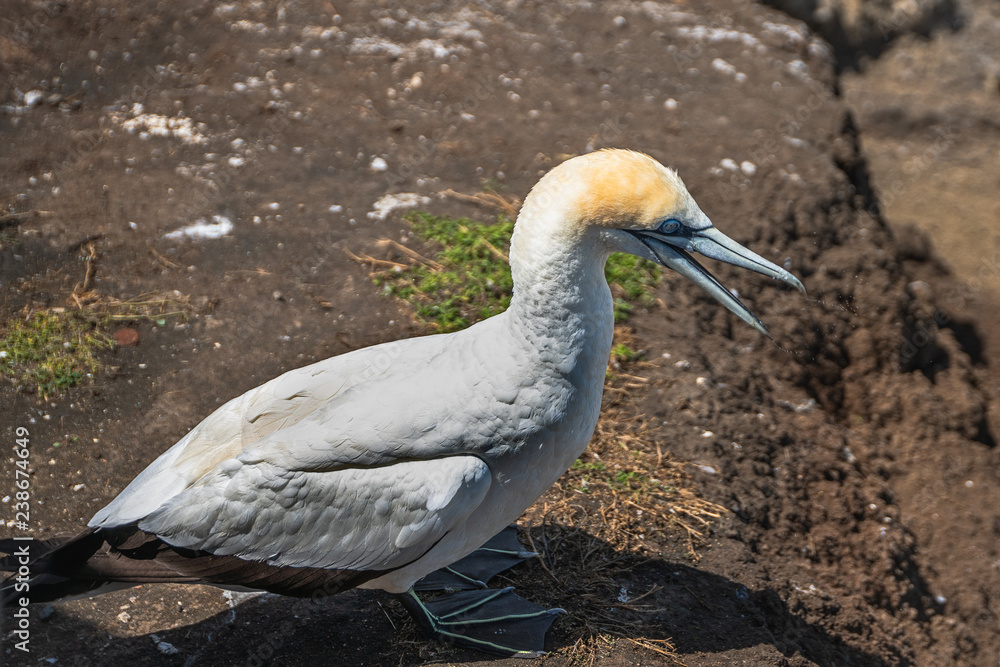 Australian gannet nesting colony Australian gannet nesting colony