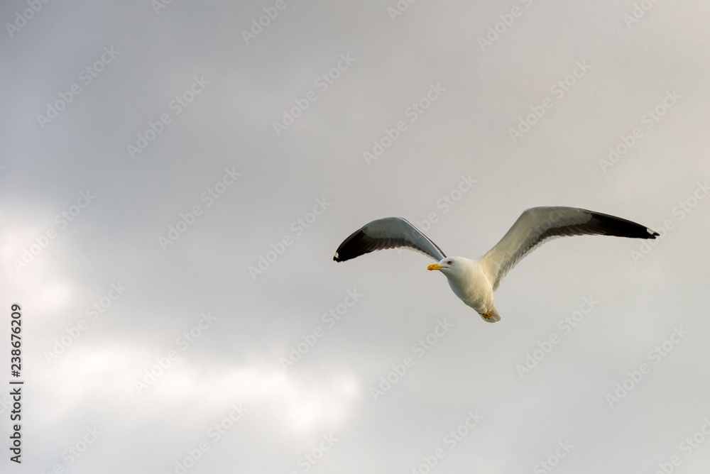 Sea gull soars in the sky above the sea Sea gull soars in the sky above the sea