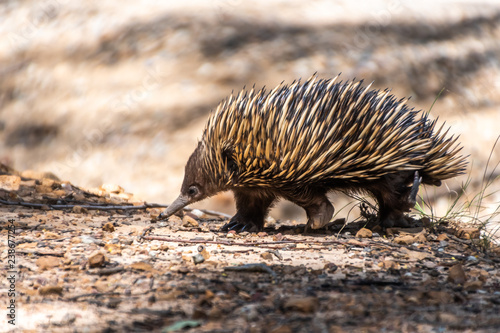 Photography Echidna on the move