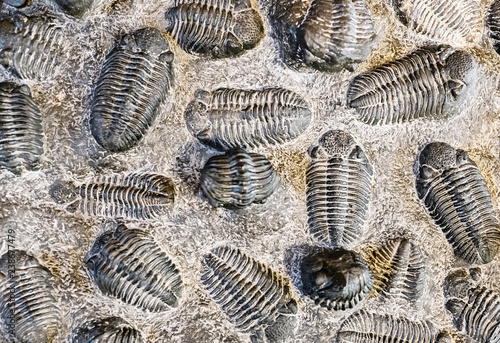 fossil trilobite imprint in stone, paleontology concept photo