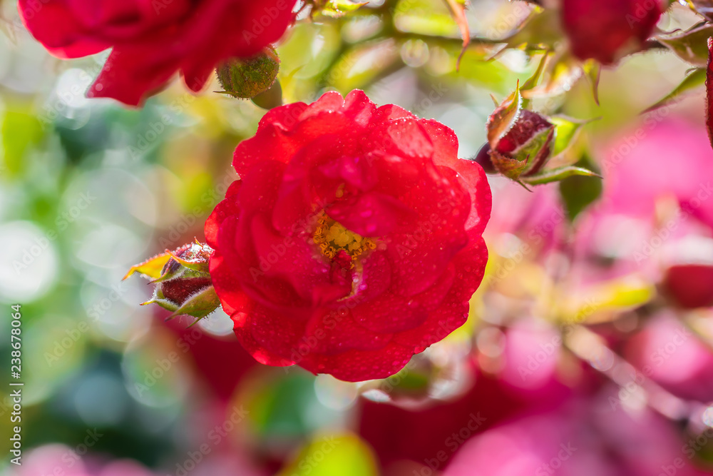 Obraz premium Rose flower on a green blur background.