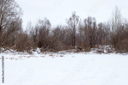 Amazing and beautiful winter nature, snow and brown trees. © Anatasia