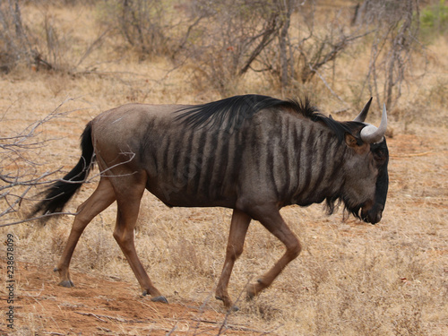 Fototapeta Naklejka Na Ścianę i Meble -  Blue Wildebeest in Kruger National Park, South Africa