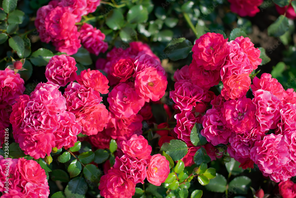 Fototapeta premium Rose flower on a green blur background.