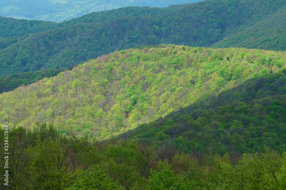 Bieszczady Mountains. Spring forest.