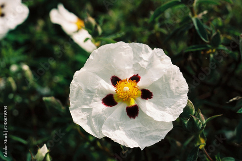 Tableau sur toile Cistus rock rose cultivar