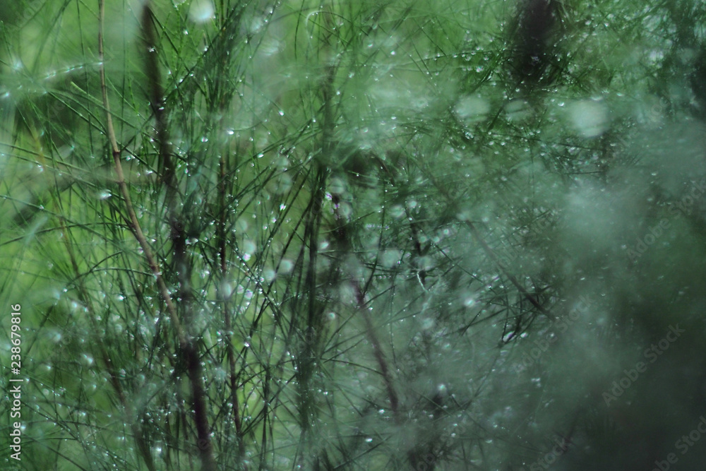 Water Drop on big green leaves, dark green leave background ,Green leaf on the dark background ,Dark lighting Nature foliage background of leaves green.
