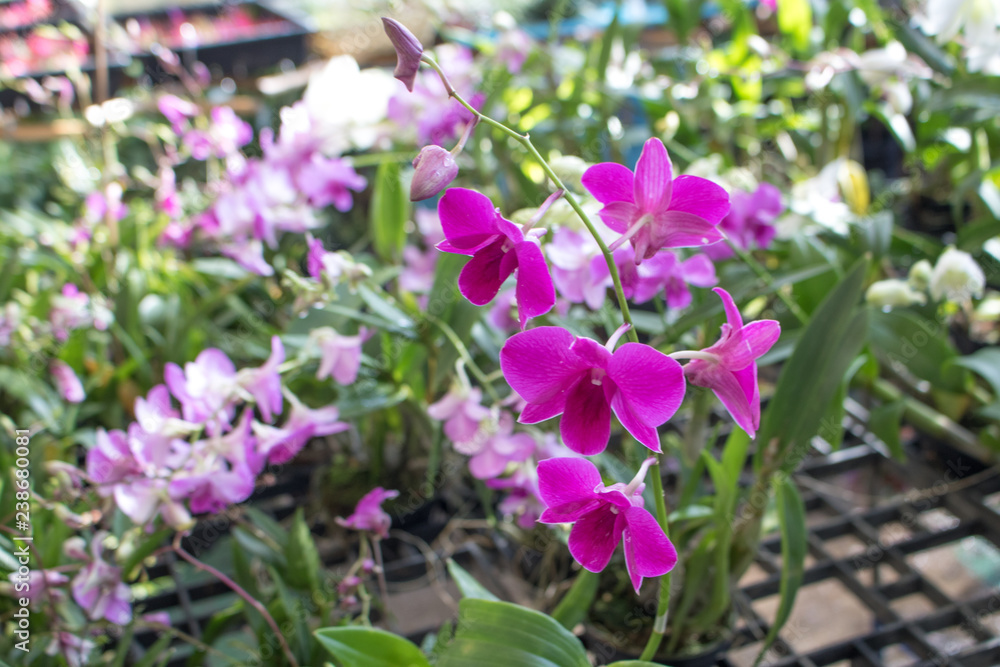 Close-up of Orchids flowers and green leaves background in garden Close-up of Orchids flowers and green leaves background in garden