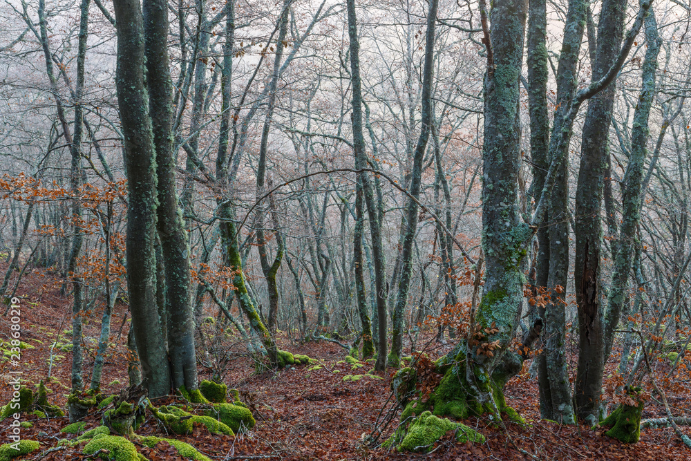 Hayedo en otoño con niebla de fondo. Fagus sylvatica. Hayedo en otoño con niebla de fondo. Fagus sylvatica.