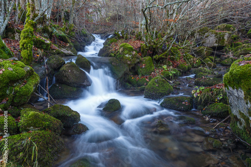 Hayedo con arroyo y rocas cubiertas de líquenes en otoño.