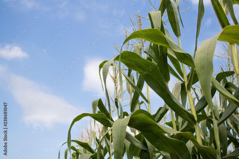 Fototapeta premium Corn farm on hill with blue Cloud sky background