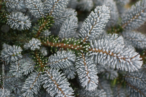 Wallpaper Mural Beautiful branch of evergreen blue young spruce tree covered with white frost and illustrated decorative transparent snowflakes and circles as textured christmas or new year background. Torontodigital.ca