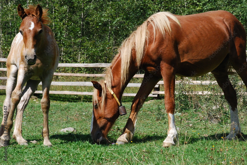 mare and foal in the field mare and foal in the field