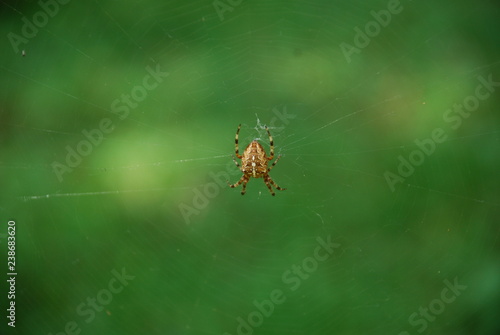 spider on a web